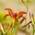 Jardin Botanico, Gijon. ( 5 )