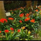 Jardín Botánico-Histórico La Concepción