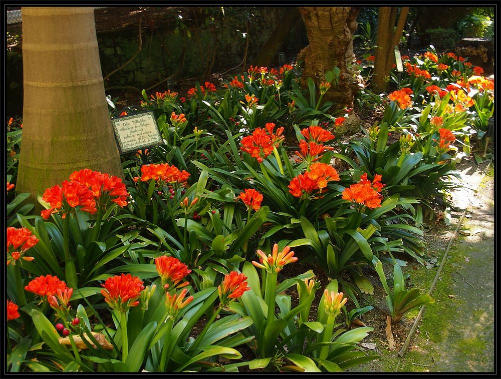 Jardín Botánico-Histórico La Concepción