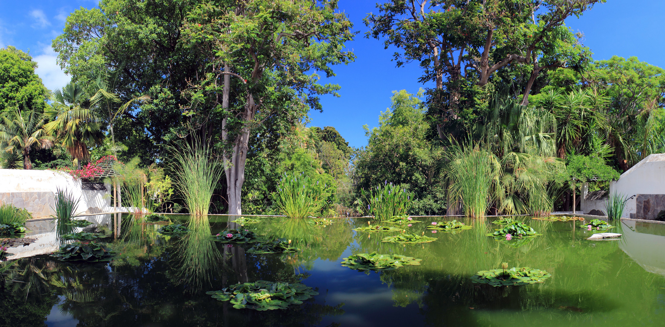 Jardin Botanico II