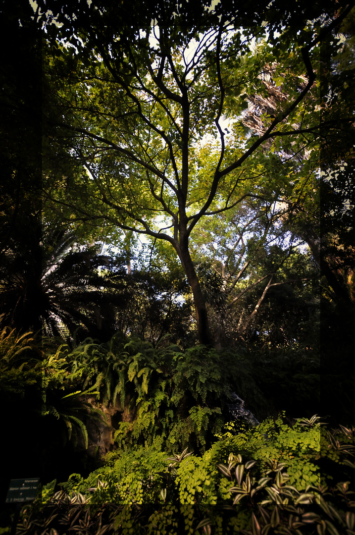 Jardin Botánico La Concepción