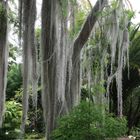 Jardin Botanico - Tillandsia