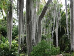 Jardin Botanico - Tillandsia