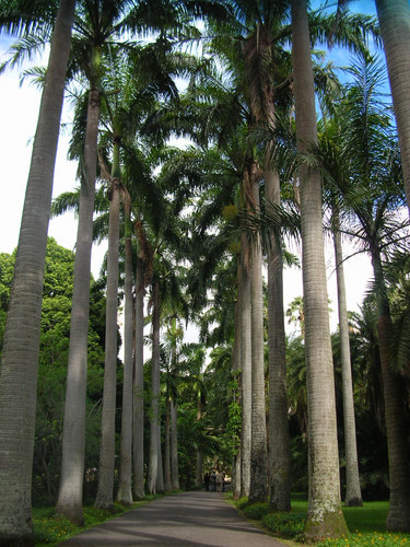 Jardin Botanico UCV