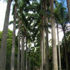 Jardin Botanico UCV