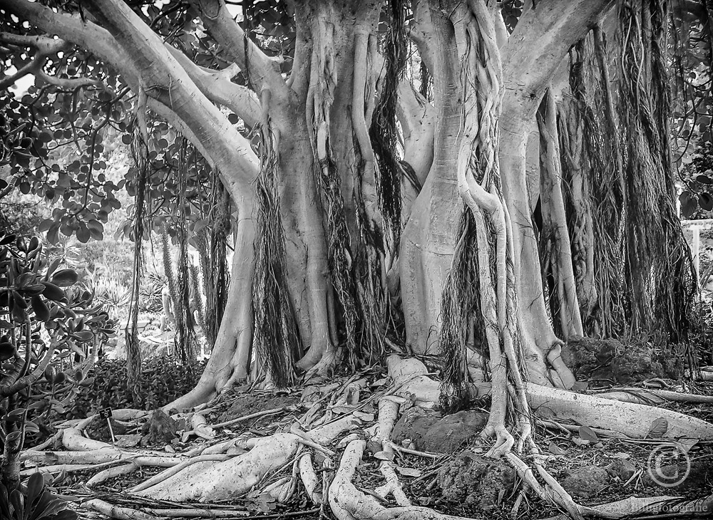 Jardín Botánico Viera y Clavijo