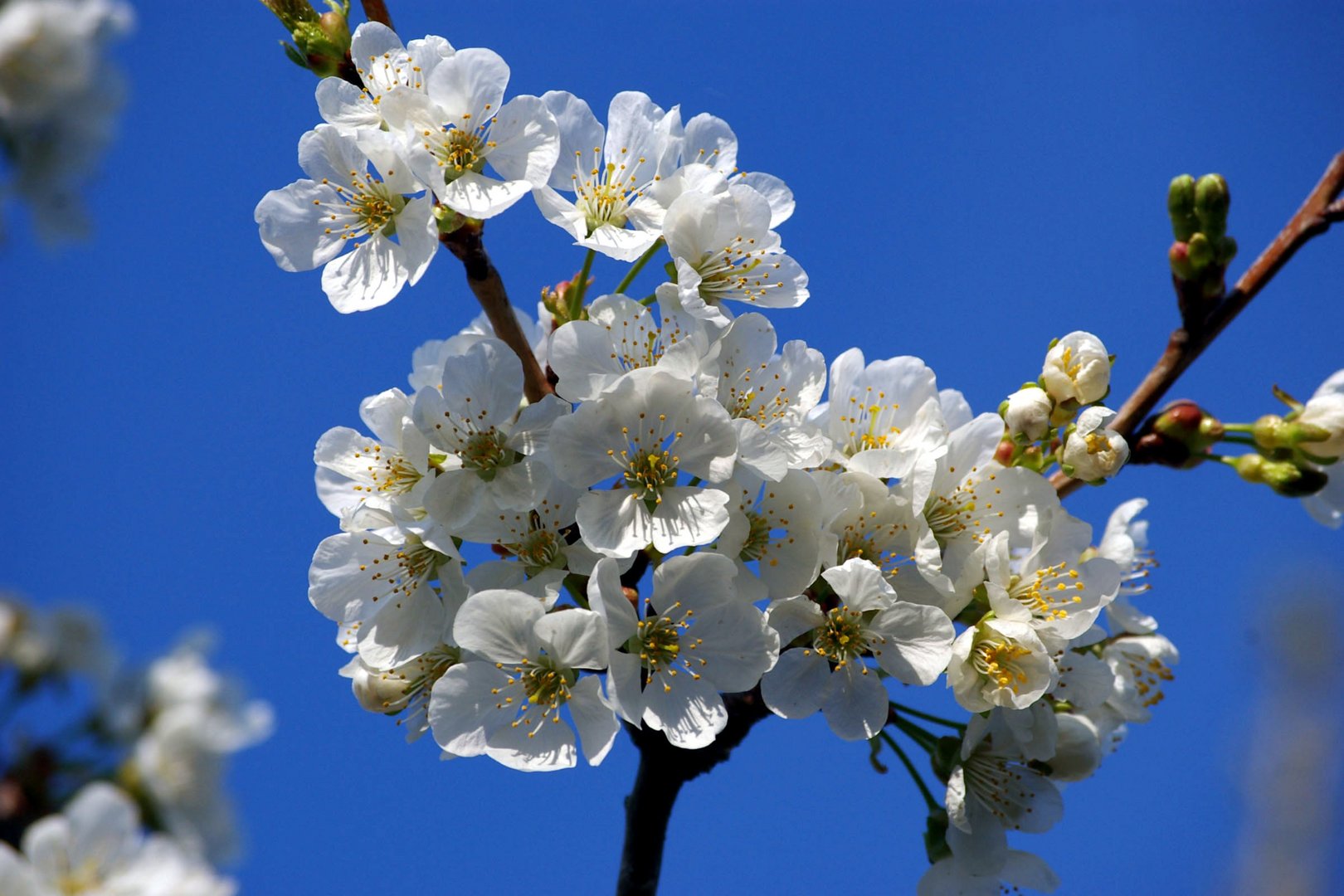 jardin botanique de bordeaux (40) photo et image | arbres, botanique