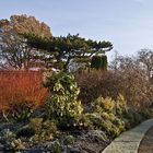 Jardin botanique de l’Université de Cambridge 1