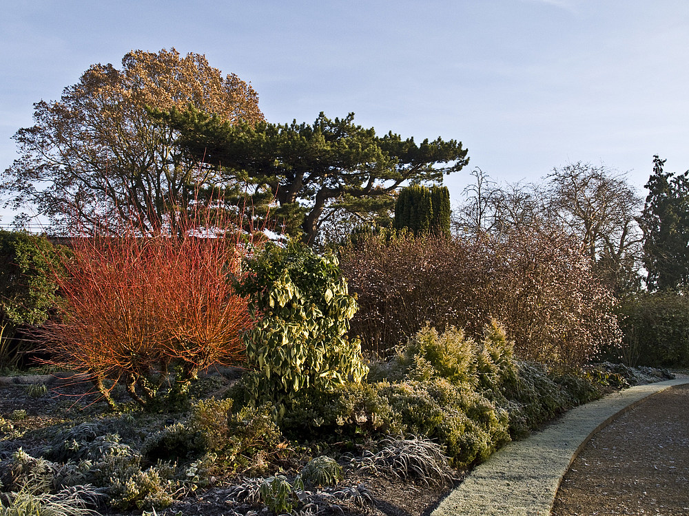 Jardin botanique de l’Université de Cambridge 1