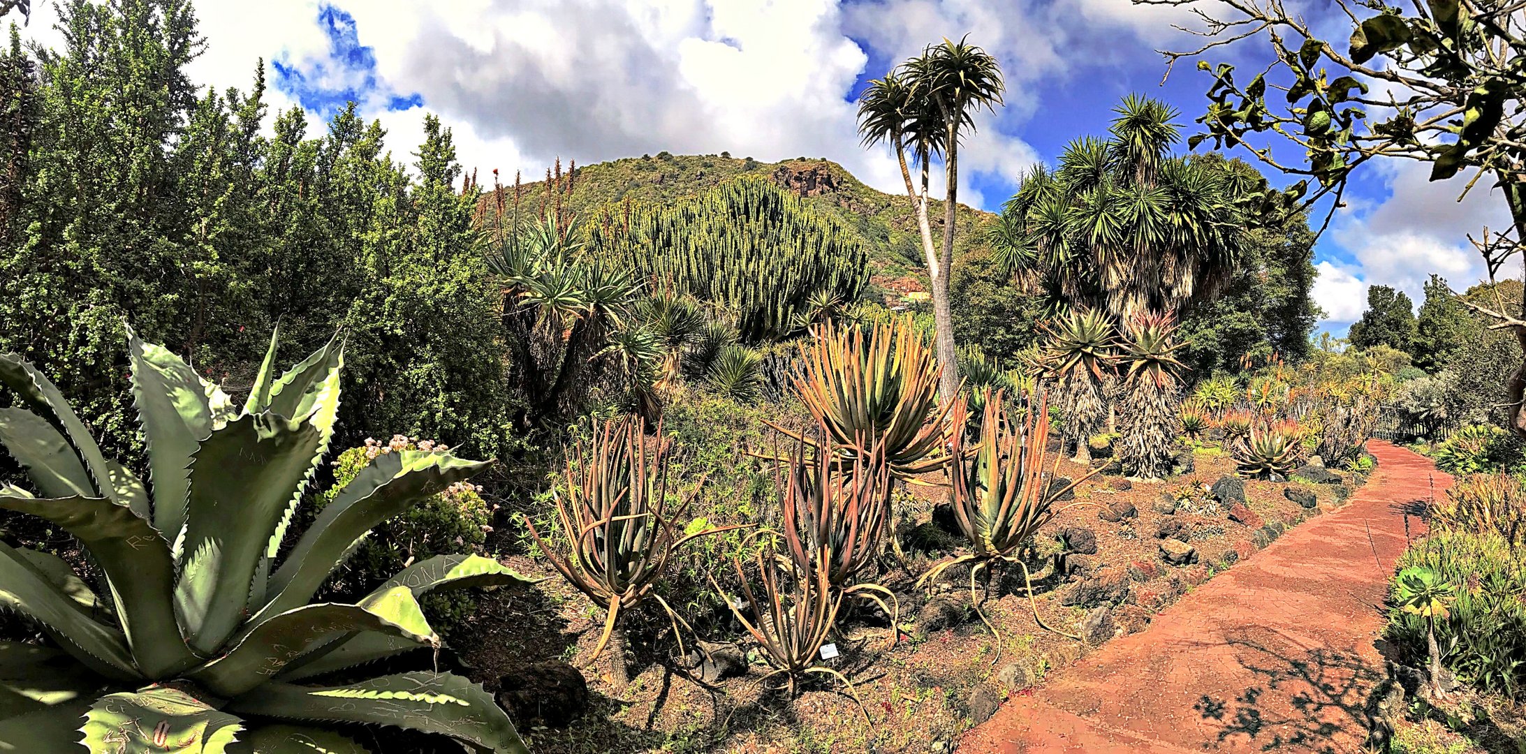 jardin botanique de Tafira (3)