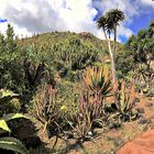 jardin botanique de Tafira (3)