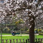 Jardin Catherine-Labouré