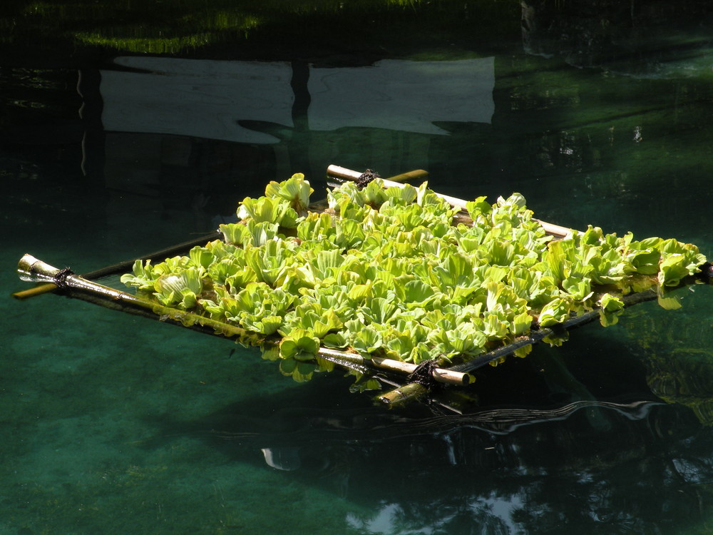 jardin chinois