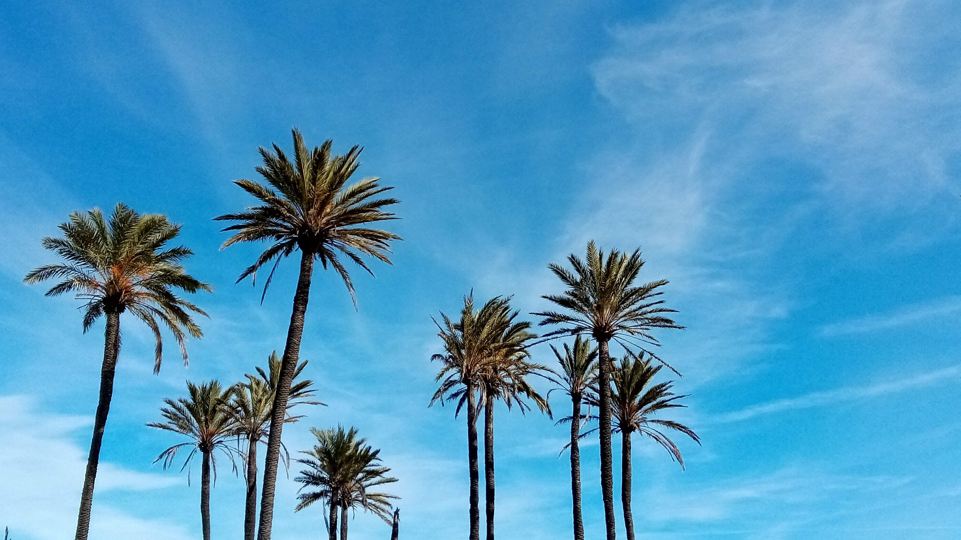 Jardín con palmas en la costa blanca