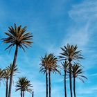 Jardín con palmas en la costa blanca