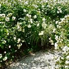 Jardin d' alcimiste Provence