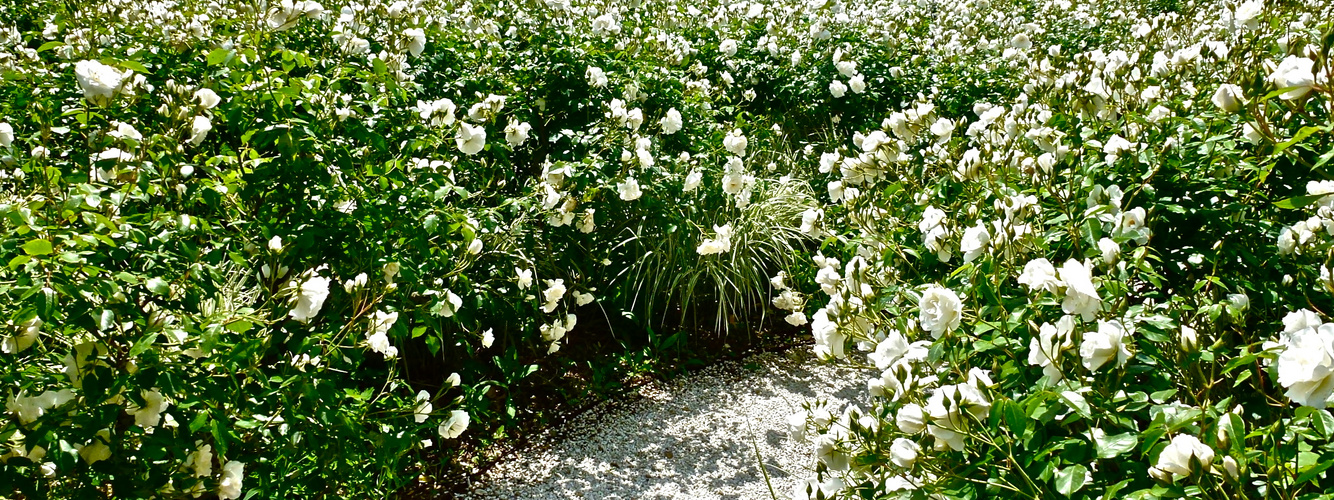 Jardin d' alcimiste Provence