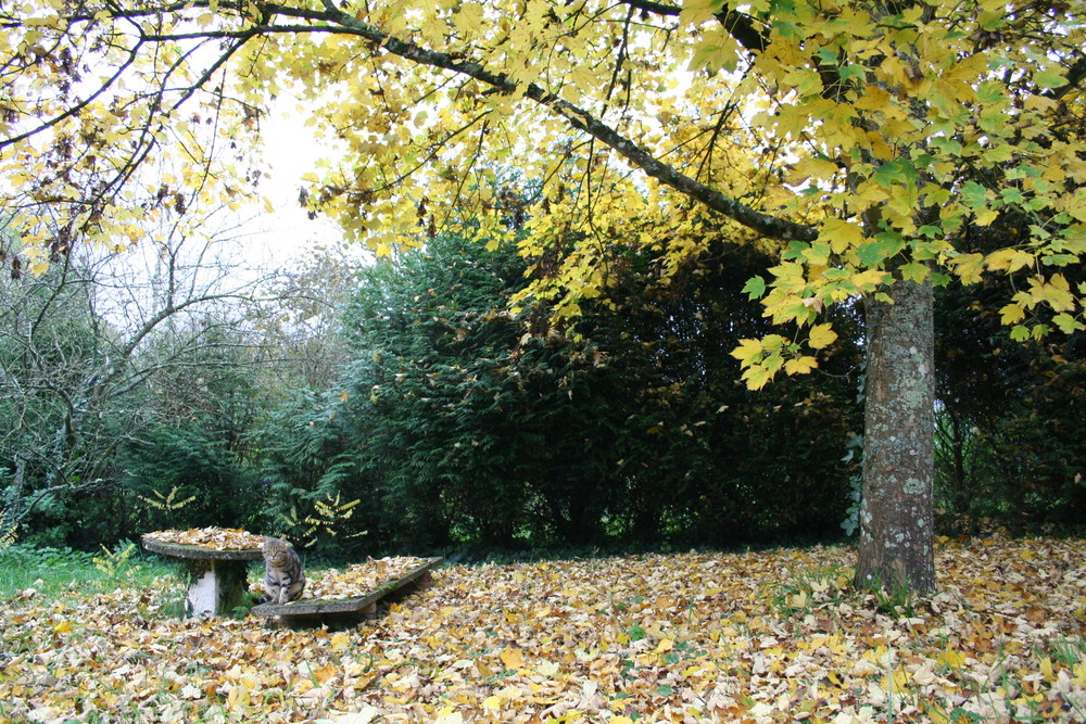 jardin d'automne de Ptite Dédé 