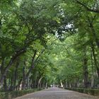 Jardin de Aranjuez El Principe