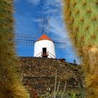 Jardin de Cactus #1