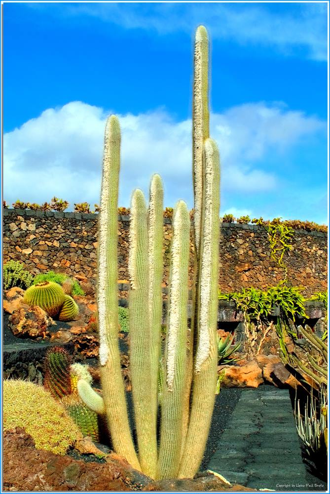 Jardin de Cactus # 2