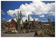 - Jardin de Cactus 2 -