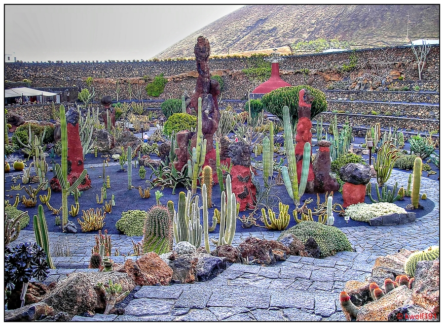 Jardin de Cactus (3)