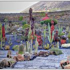 Jardin de Cactus (3)