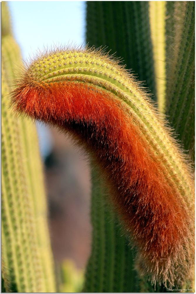 Jardin de Cactus # 3