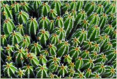 Jardin de Cactus # 4