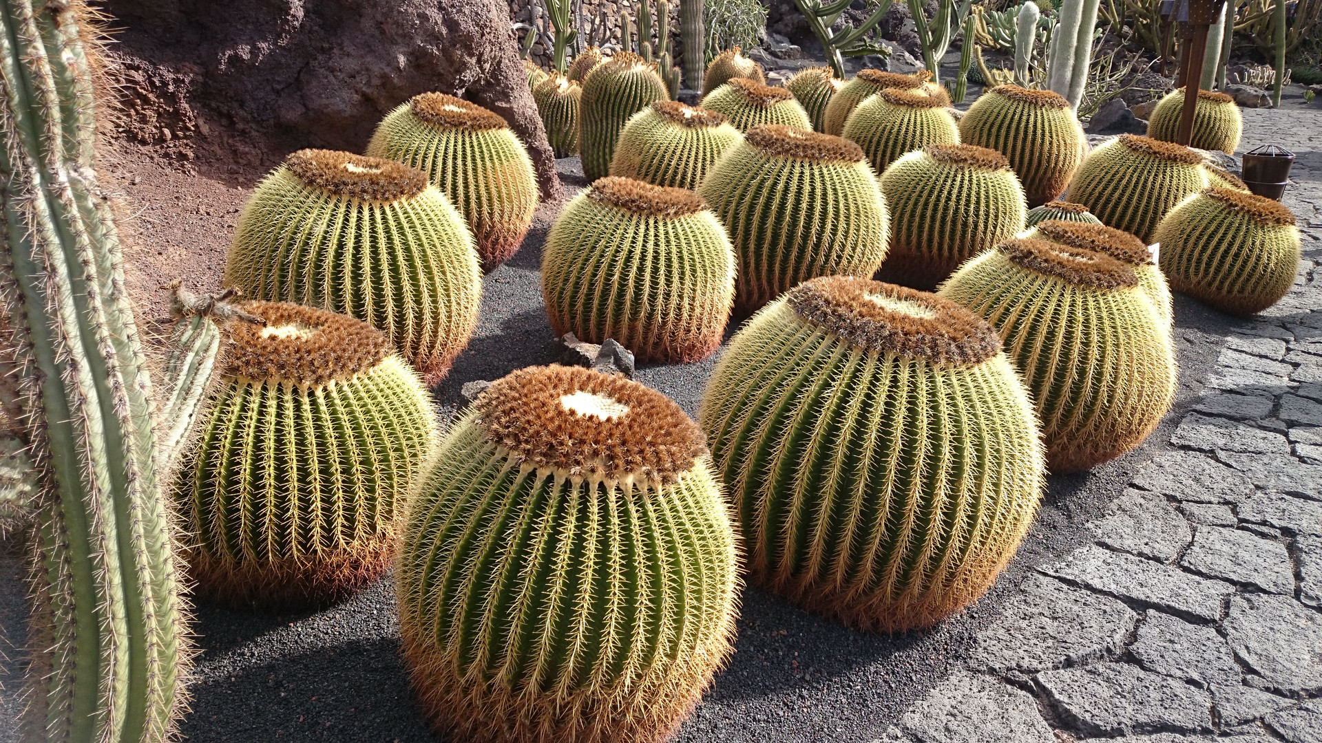 Jardin de Cactus (4)