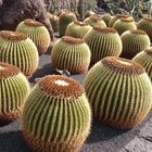 Jardin de Cactus (4)