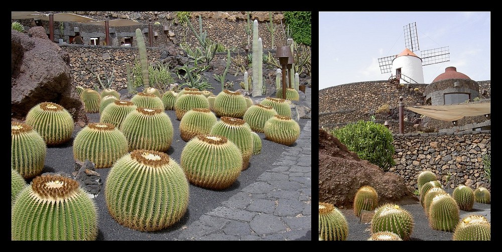 Jardin de Cactus