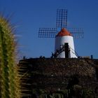 Jardín de Cactus