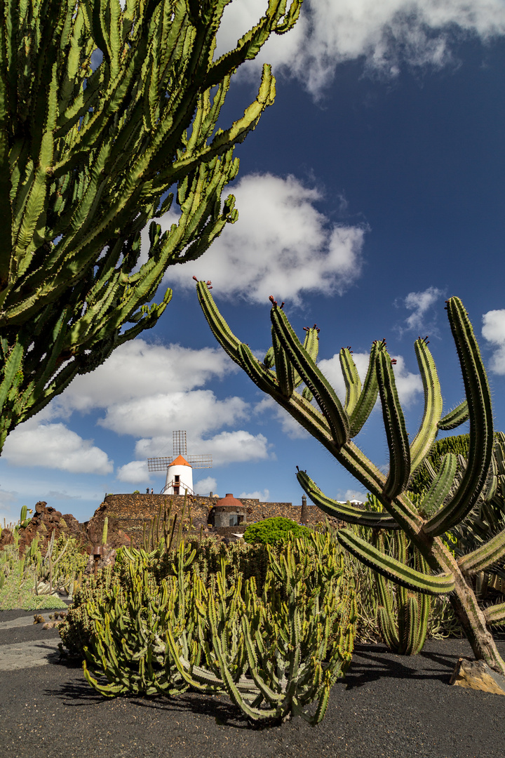 Jardín de Cactus