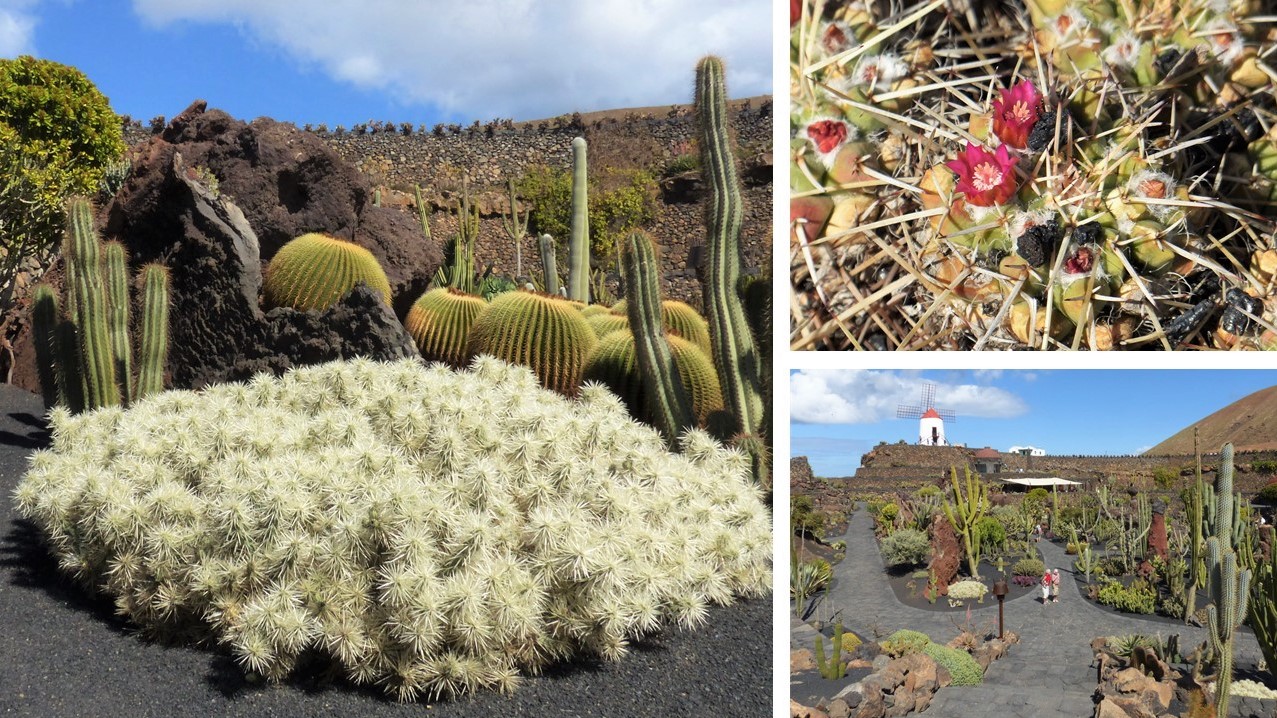 Jardin de Cactus