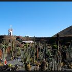 ...Jardin de Cactus...