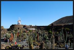 ...Jardin de Cactus...