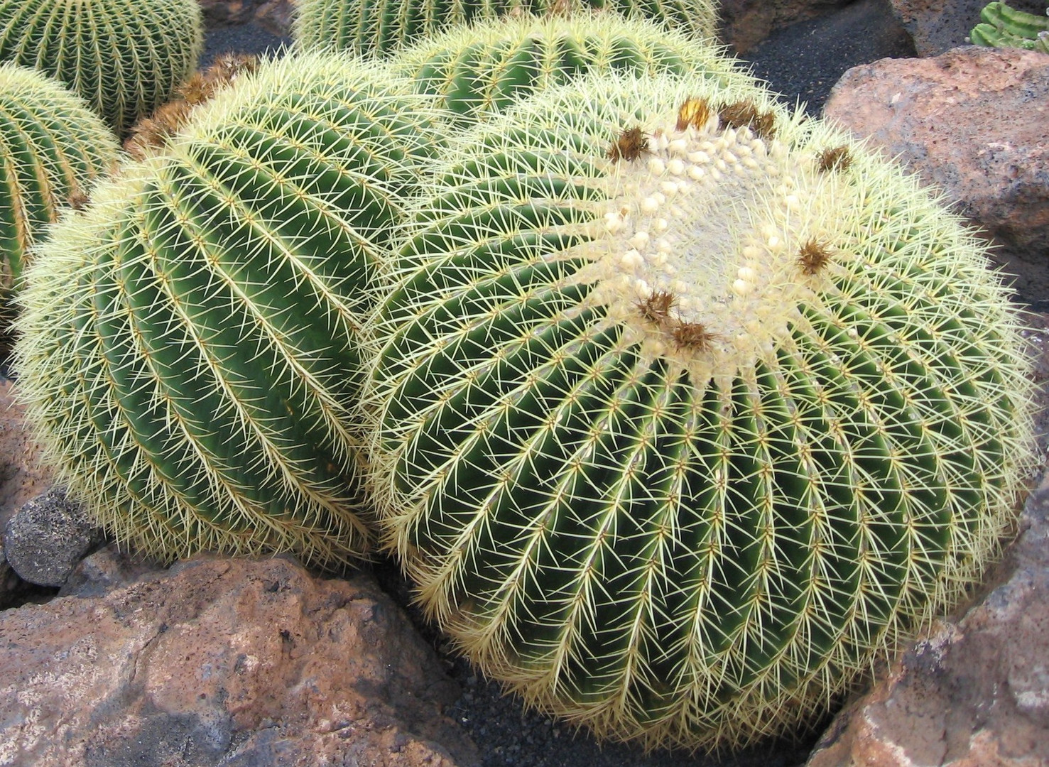 Jardin de cactus