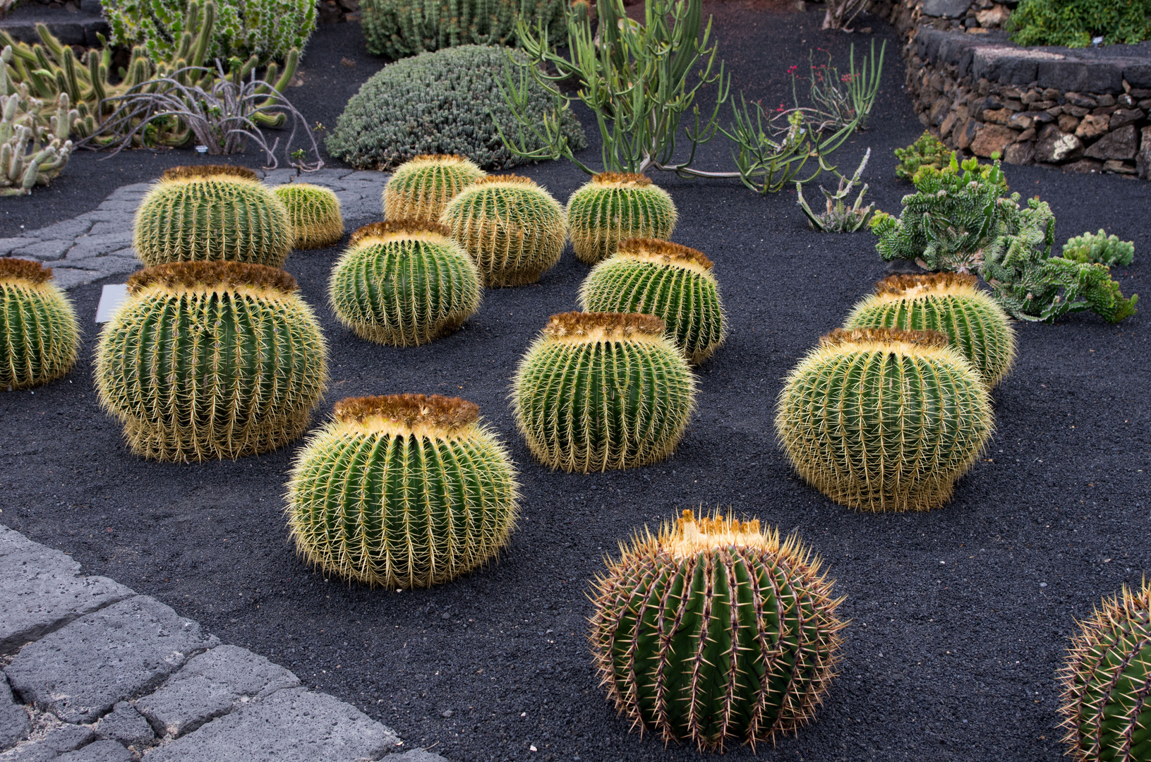 Jardin de Cactus