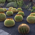 Jardin de Cactus