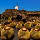 "Jardin de Cactus" César Maneiques letztes grosses Werk