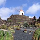 Jardin de Cactus