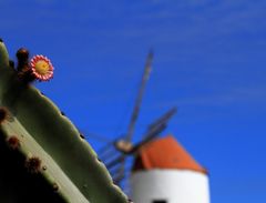 Jardin de Cactus