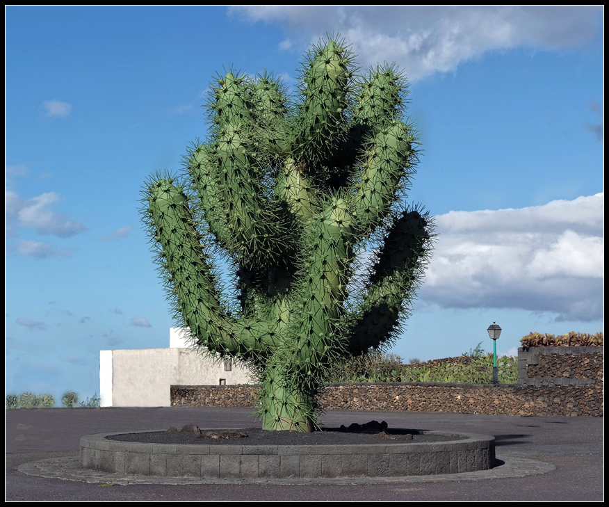 JARDIN de CACTUS