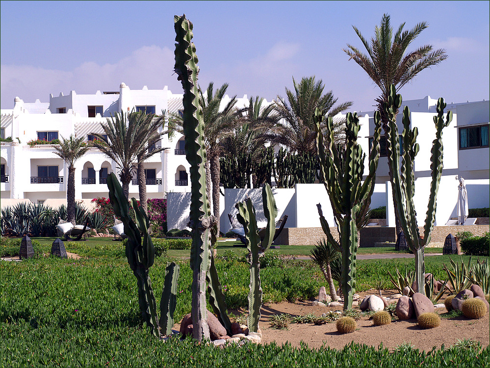 Jardin de cactus dans un hôtel d’Agadir -- Kaktusgarten in einem Hotel von Agadir