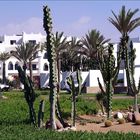 Jardin de cactus dans un hôtel d’Agadir -- Kaktusgarten in einem Hotel von Agadir