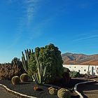 Jardín de Cactus en el Museo del Molino de Antigua