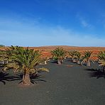 Jardín de Cactus en el Museo del Molino de Antigua ²