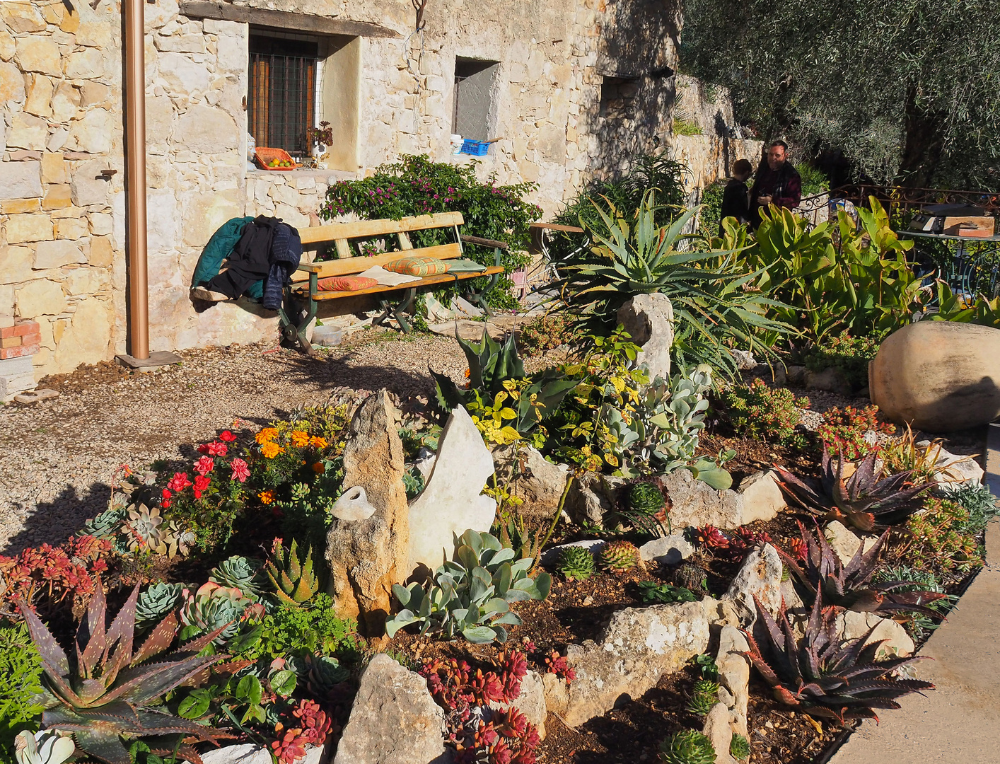 Jardin de cactus et rocailles